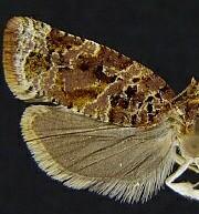 Argyrotaenia tabulana