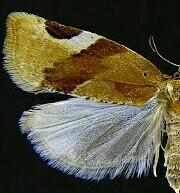 Argyrotaenia coloradana