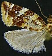 Argyrotaenia niscana