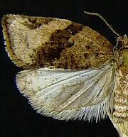 Argyrotaenia franciscana