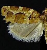 Argyrotaenia cupressae