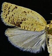 Argyrotaenia dorsalana