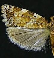 Argyrotaenia burnsorum