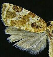 Argyrotaenia martini