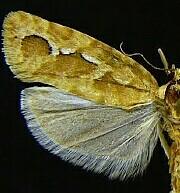 Diedra intermontana