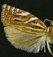 Choristoneura argentifasciata