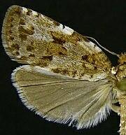 Choristoneura fumiferana