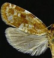 Choristoneura lambertiana