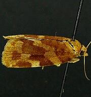 Choristoneura carnana