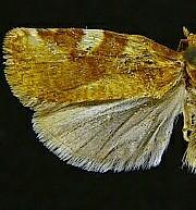 Archips argyrospila