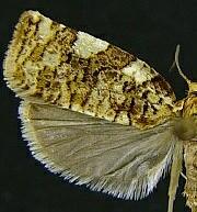 Archips argyrospila