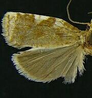 Archips eleagnana