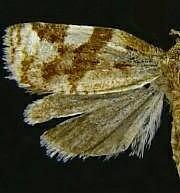 Archips myricana