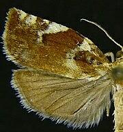 Archips semiferanus