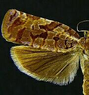 Archips georgiana