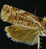 Archips georgiana