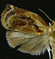 Archips magnoliana