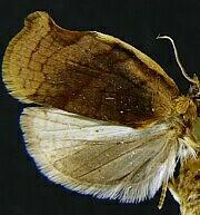 Archips purpurana