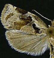 Archips grisea