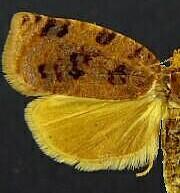 Archips cerasivorana