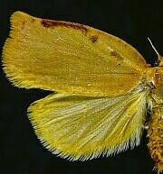 Archips rileyana