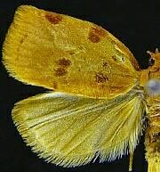 Archips rileyana