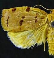 Archips rileyana