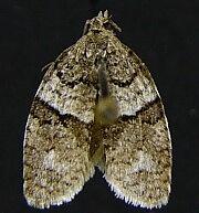 Syndemis afflictana