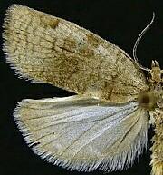 Lozotaenia hesperia