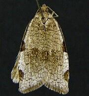 Lozotaenia hesperia