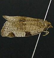 Lozotaenia hesperia