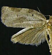 Lozotaenia costinotana