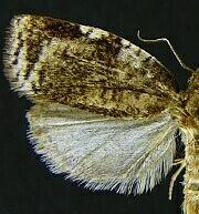 Lozotaenia exomilana