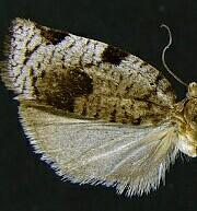 Lozotaenia exomilana