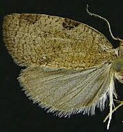 Lozotaenia rindgei