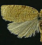 Aphelia alleniana