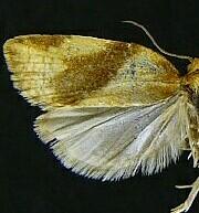 Clepsis fucana