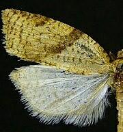 Clepsis fucana