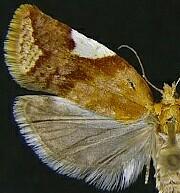 Clepsis persicana