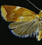 Clepsis persicana