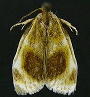 Clepsis melaleucanus