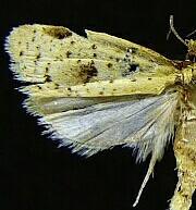 Clepsis anderslaneyii