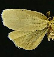 Clepsis flavidana