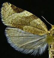 Clepsis virescana