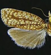 Sparganothis robinsonana