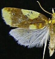 Sparganothis pulcherrimana