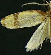 Sparganothis sullivani