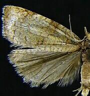 Sparganothis praecana