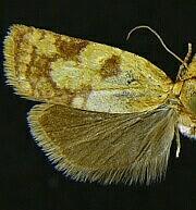 Sparganothis tunicana