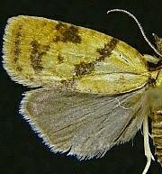 Sparganothis umbrana